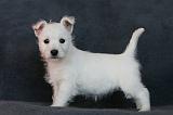 4. Westies deux mois 003